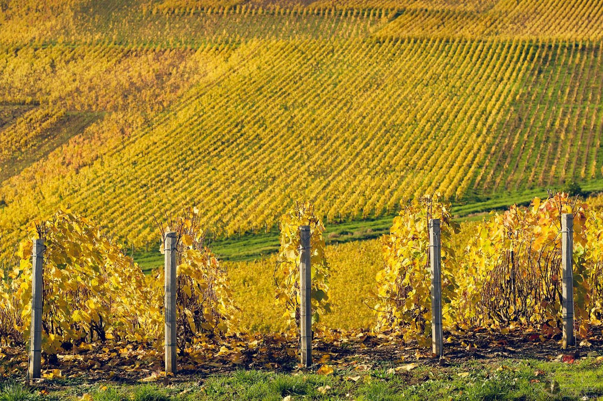 Best Western Le Relais Du Vigneron Blancs-Coteaux Exteriér fotografie